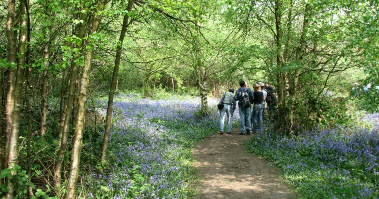 Group of people walking away from camera, on a path through bluebell woodland.