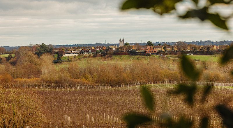 Views across a vineyard in winter toward Canterbury with the cathedral on the skyline