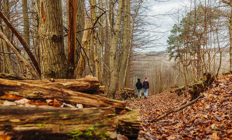 Two people walking away through an autumnal woodland