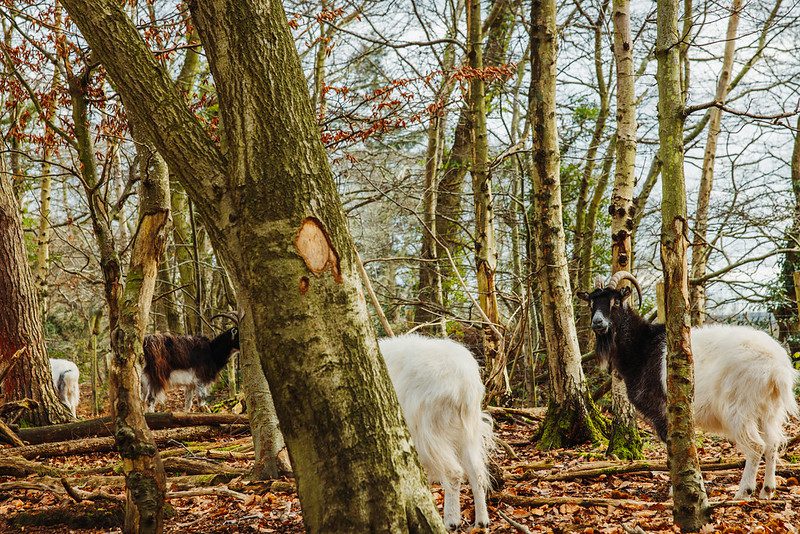 Four brown and white goats stand among the trees in a woodland