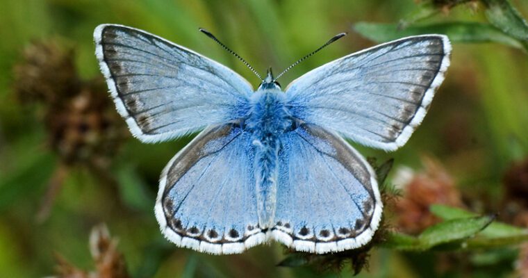 Chalkhill Blue butterfly. Close-up with greenery in background. Copyright Andy Vidler photography