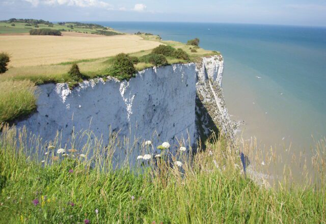 White Cliffs of Dover, with the sea on the right, on a sunny day. With wild flowers in the foreground.