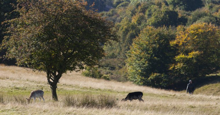 Deer grazing in Knole Park, with one person walking through the long grass fields. Woodland in distance, with green and yellow leaves.