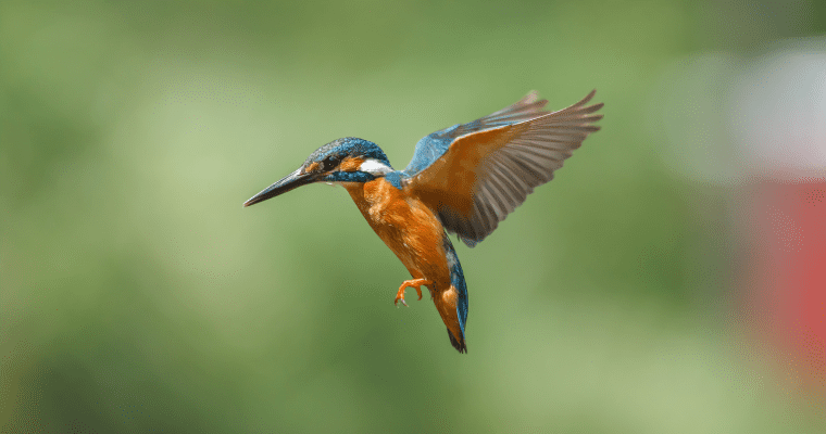 Kingfisher mid-flight