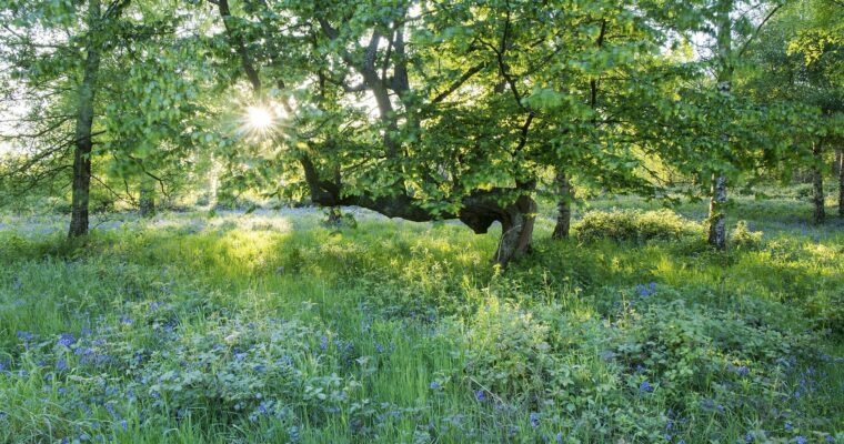 Ashenbank Wood