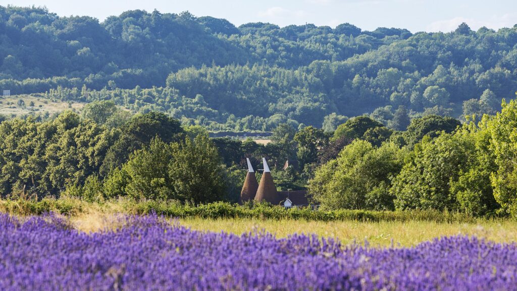 Oast House and Lavender Fields, Darent Valley