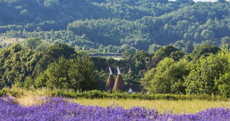 Oast House and Lavender Fields, Darent Valley.