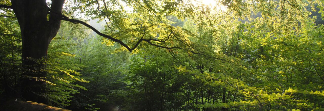 Trees in Denge wood, with sunlight shining through. Green and yellow leaves.