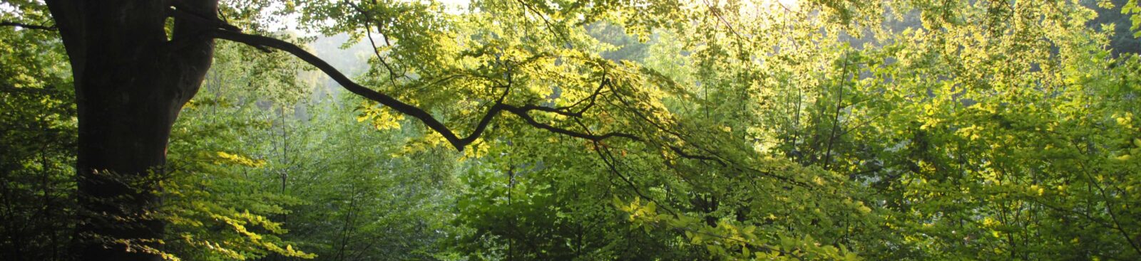 Trees in Denge wood, with sunlight shining through. Green and yellow leaves.