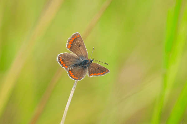 Brown argus butterfly in flight