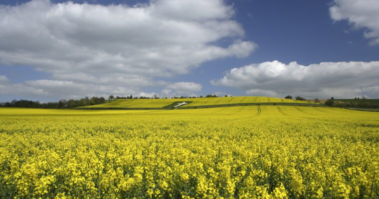 View across flowering rapeseed field to Lenham War Memorial chalk hill figure