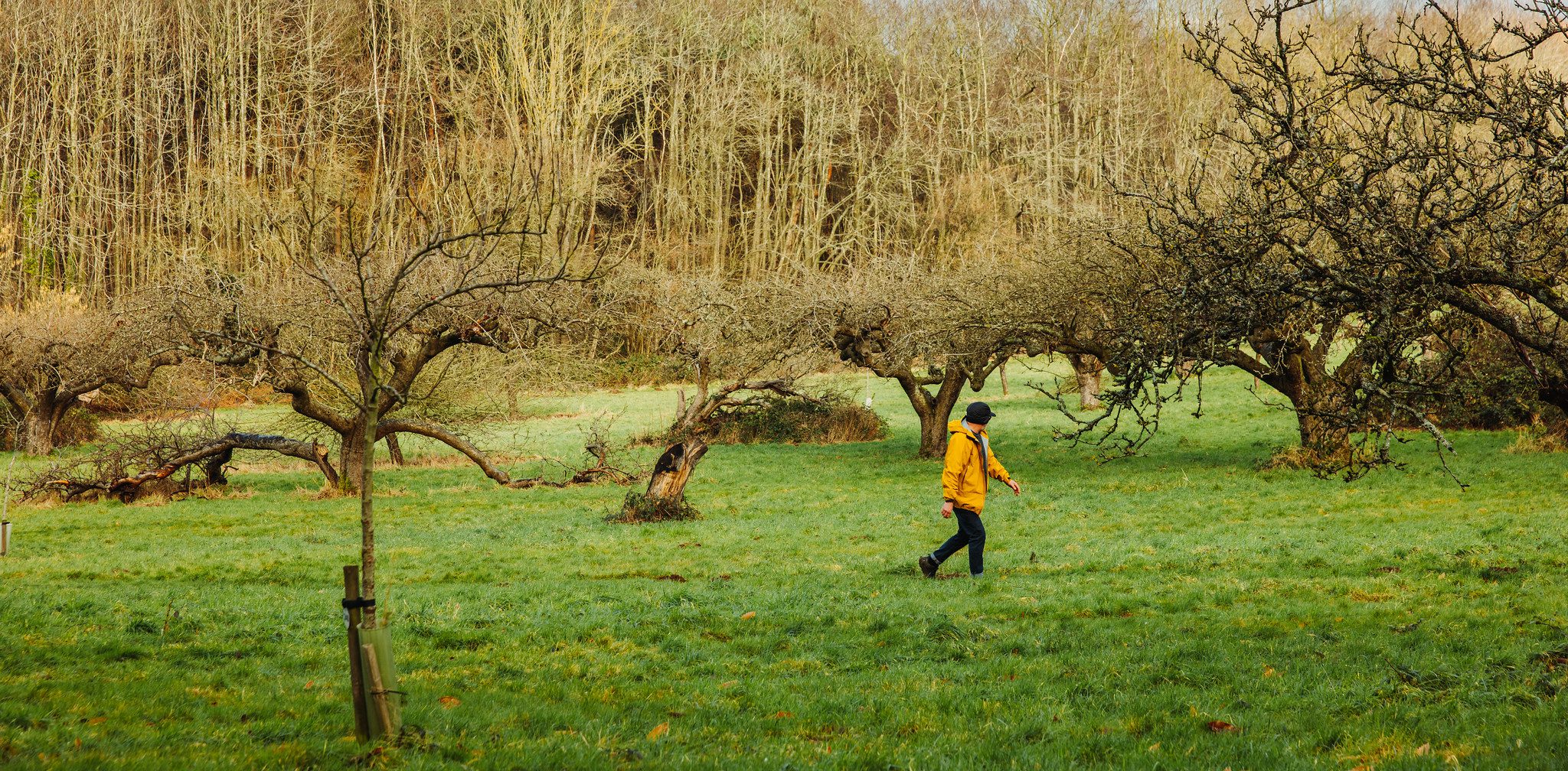 Man walking through orchard in winter