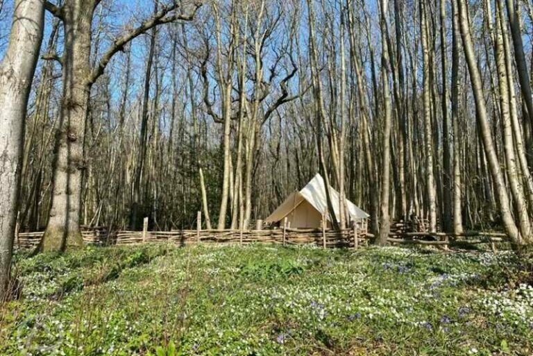 Bell tent in Badgells Wood, with trees surrounding and wild flower meadow.