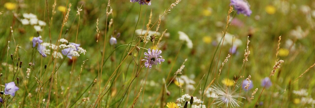 Close-up of flowers in a grass meadow.
