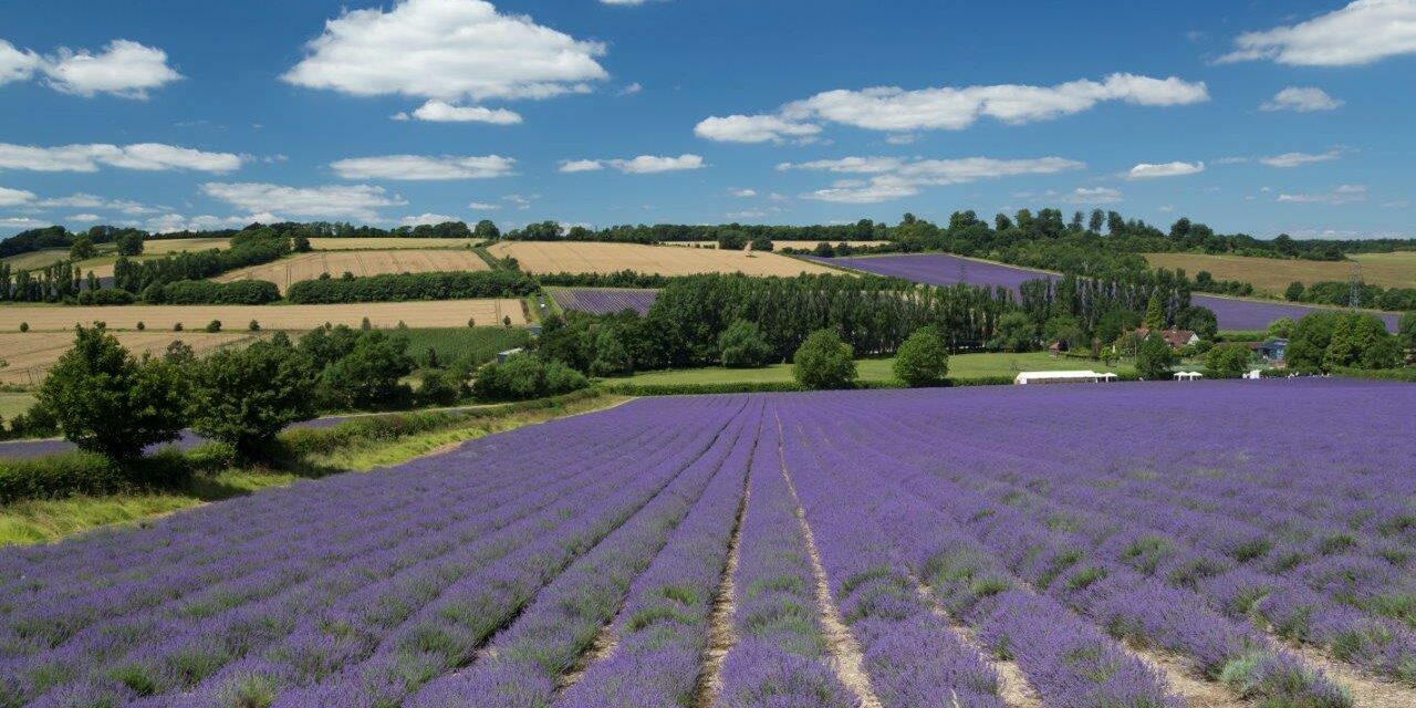 Lavender fields, with trees in distance and crop fields. Blue sunny sky.
