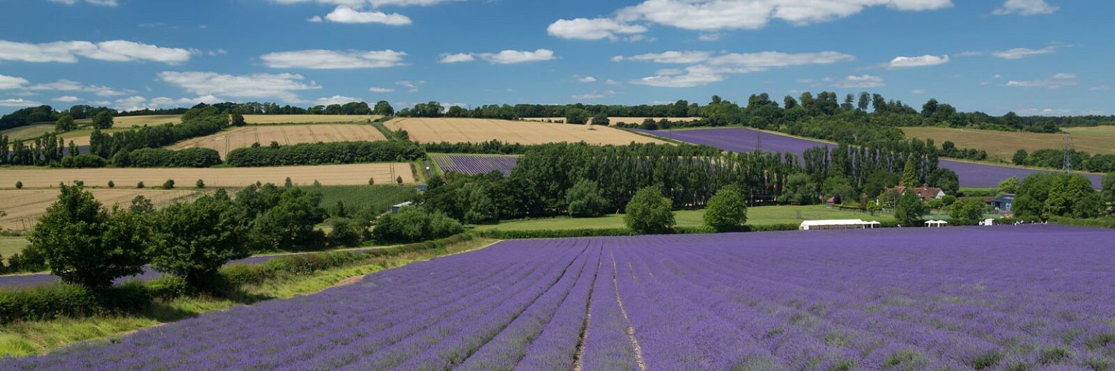 Lavender fields with woodlands and crop fields in background, on a sunny day.