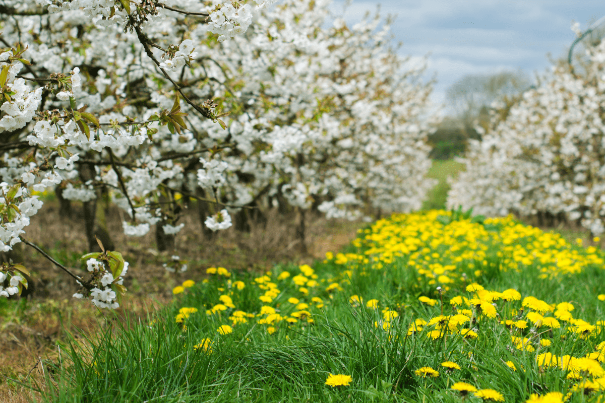 Close up of blossoming cherry orchard trees with dandelions covering the ground
