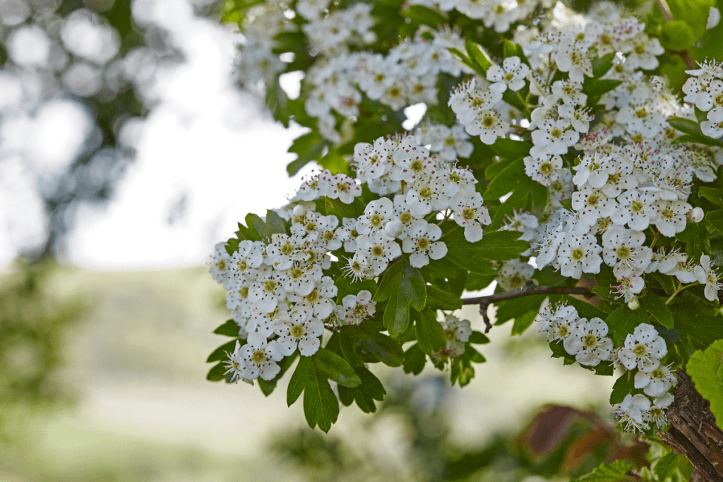 Close up of flowering hawthorn hedge with white flowers.
