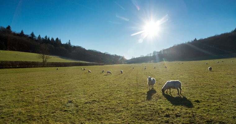 Sheep in grass field with woodland in distance, sun shining.