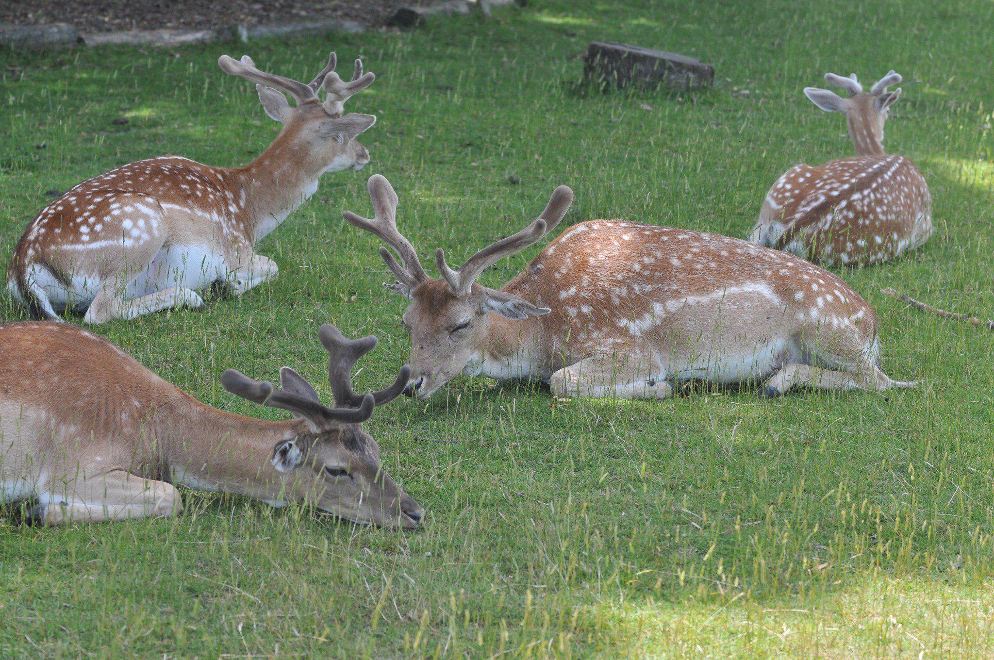 Four deer resting on the grass