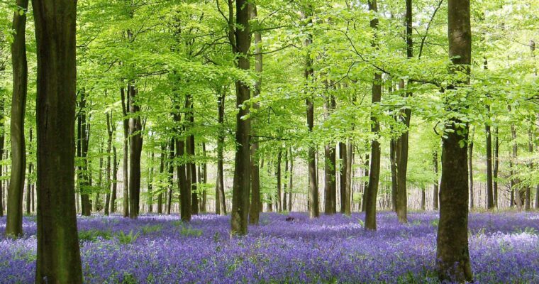 Bluebells and tall trees in King's Wood. Trees have light green leaves.