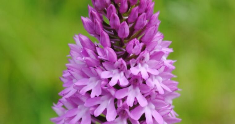 Pyramidal orchid in the Kent Downs close-up