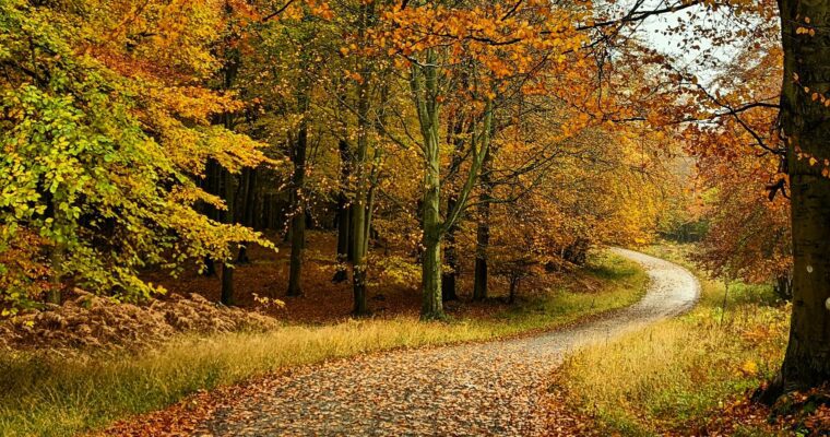 Winding path through autumnal woodland