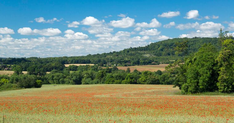 Poppy field with trees surrounding and in the distance.
