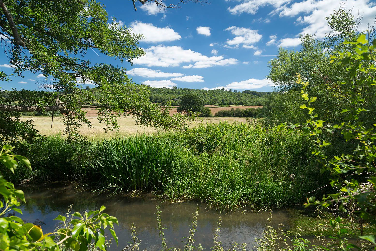 Chalk stream with open fields, overhanging trees and blue skies with white clouds