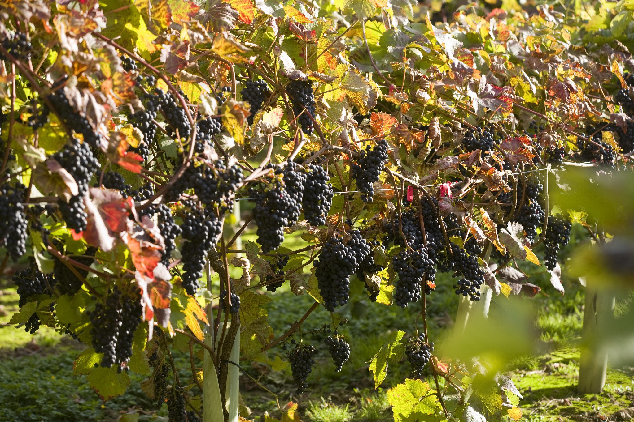 Close up of bunches of black grapes on the vine