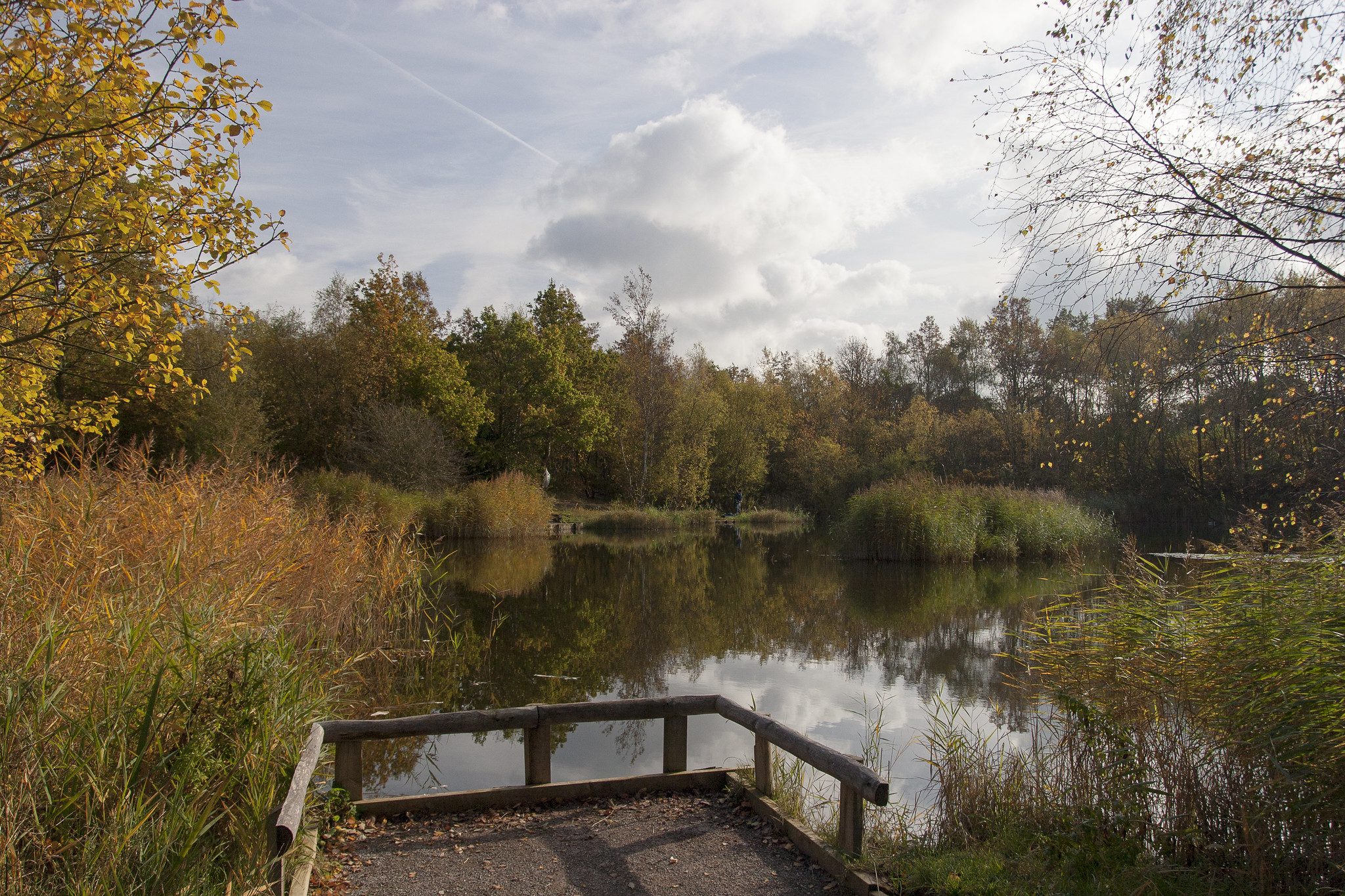 Shorne Woods Country Park in autumn