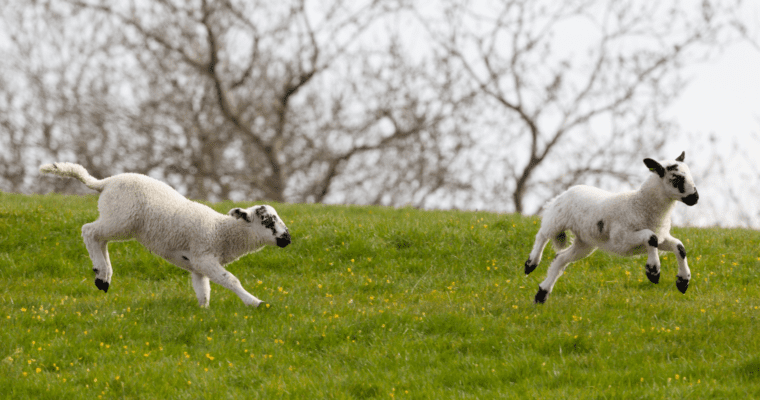 Two lambs bounding through a grass field