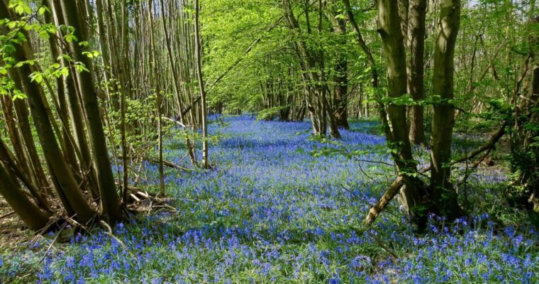 Bluebells in Swyre Woods, Cuxton