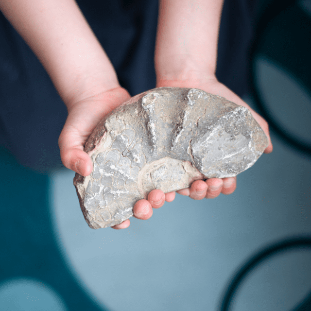Child holding fossil