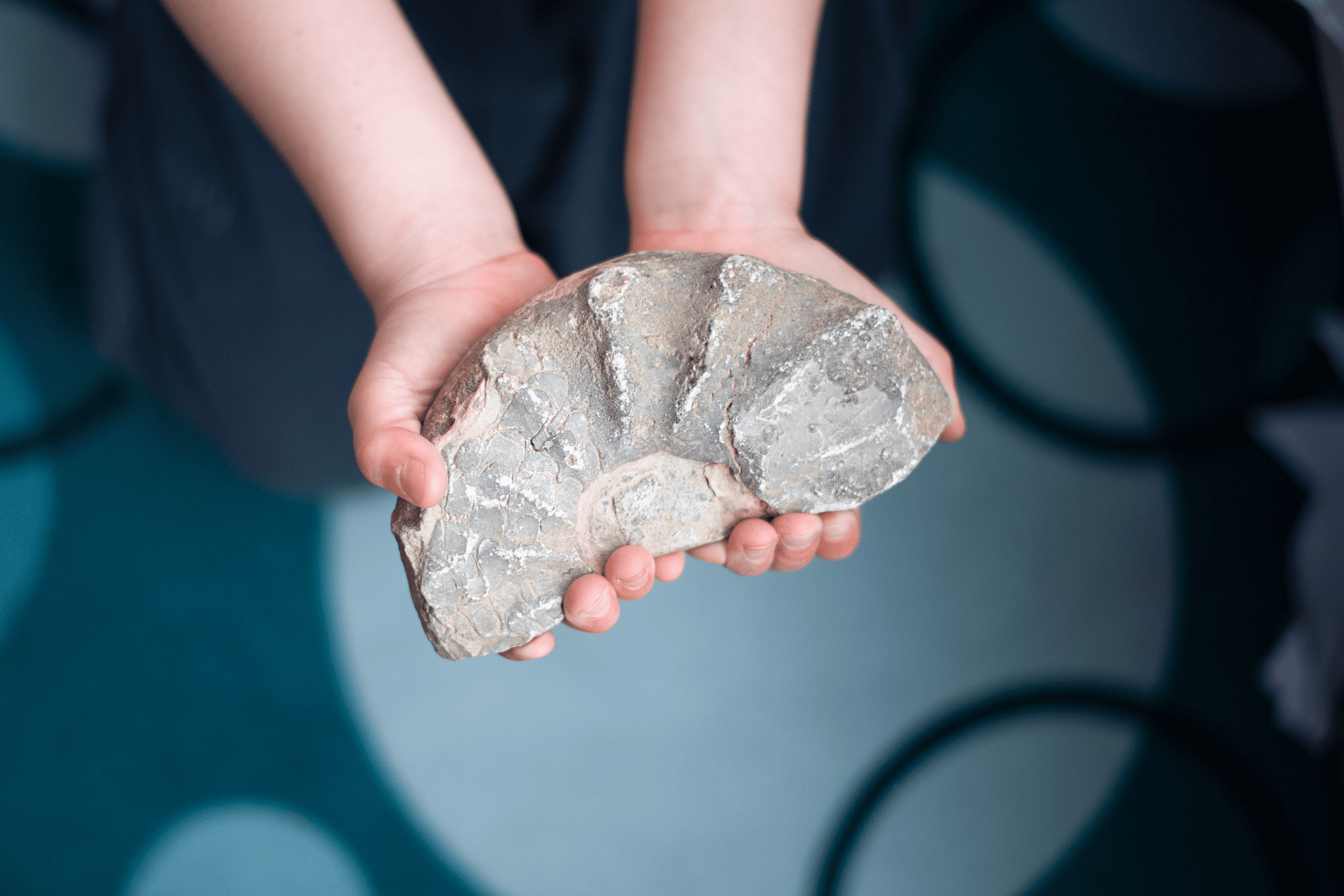 A pair of hands holding a spiral ammonite fossil with prominent ridges along its shell. The softly blurred background emphasizes the fossil's detailed natural texture and historical significance.