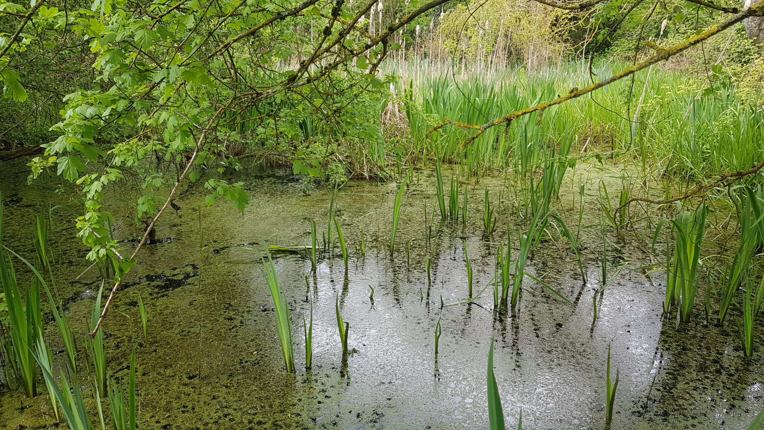 Heritage pond at Lullingstone