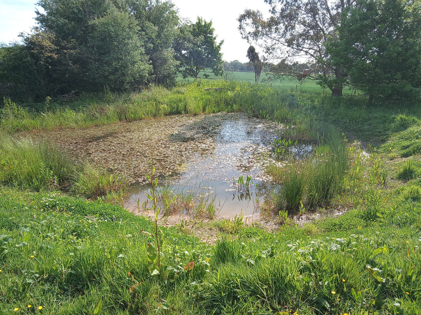 Heritage pond