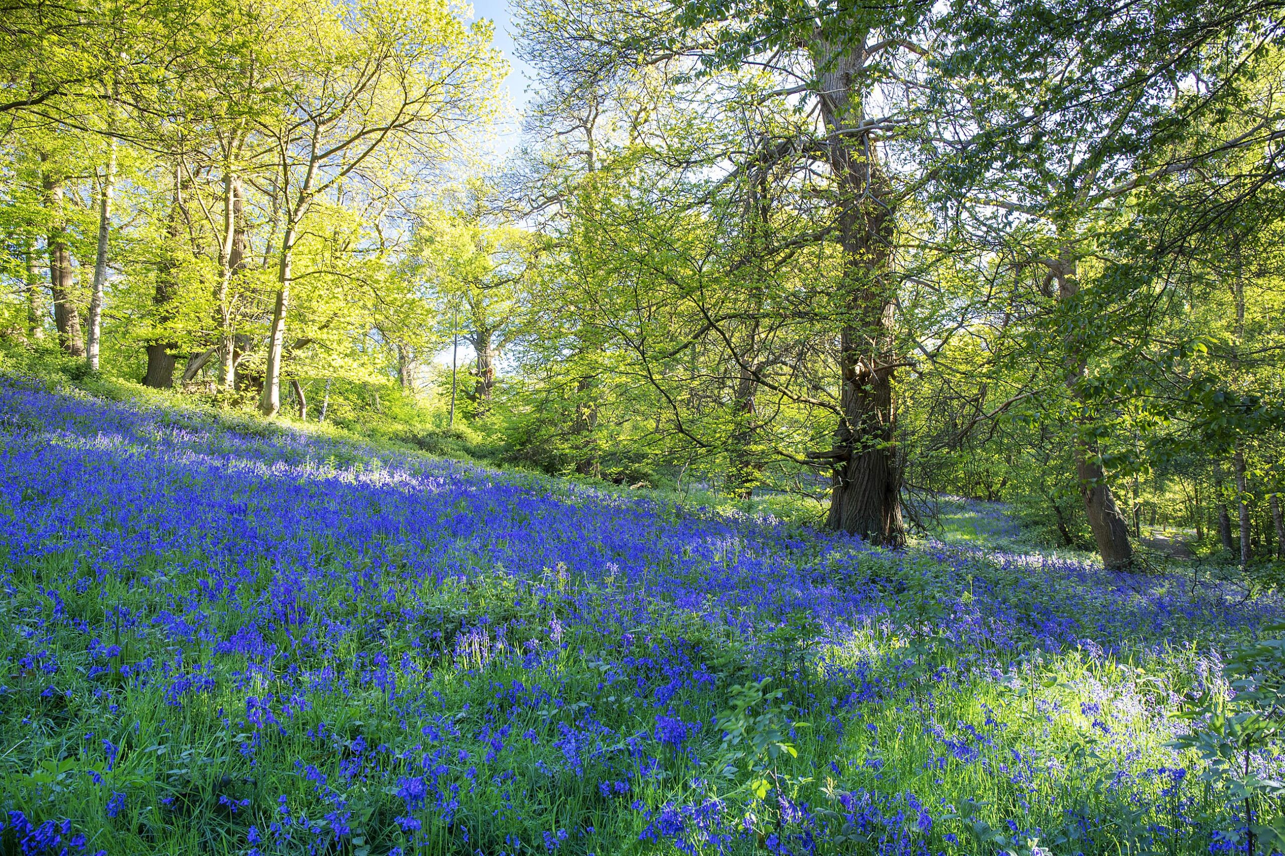 Bluebells in Ashenbank Wood