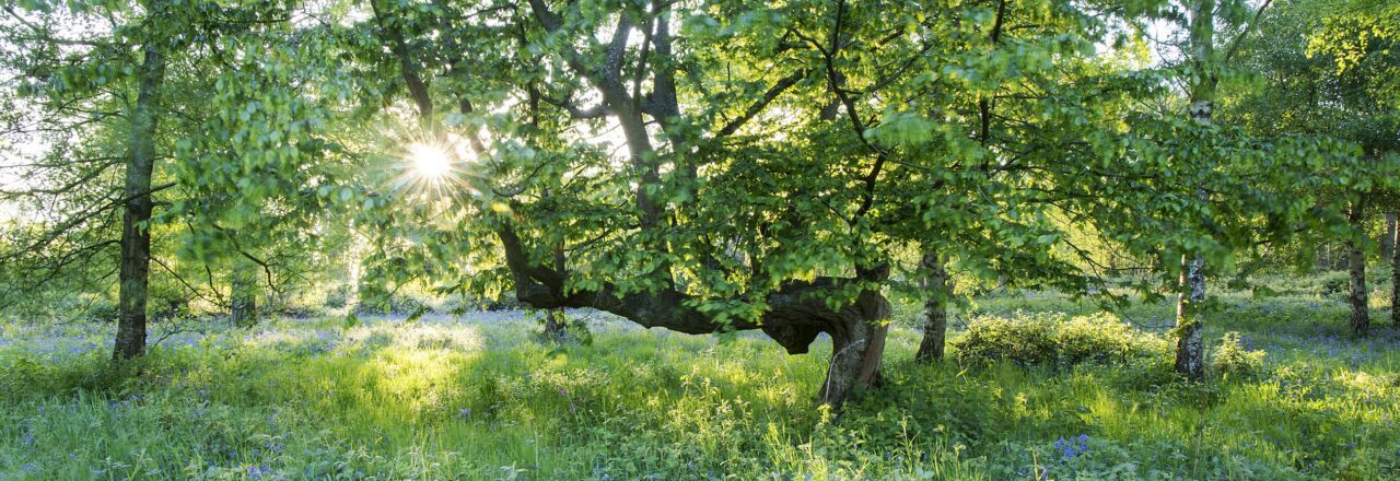 Ashenbank Wood