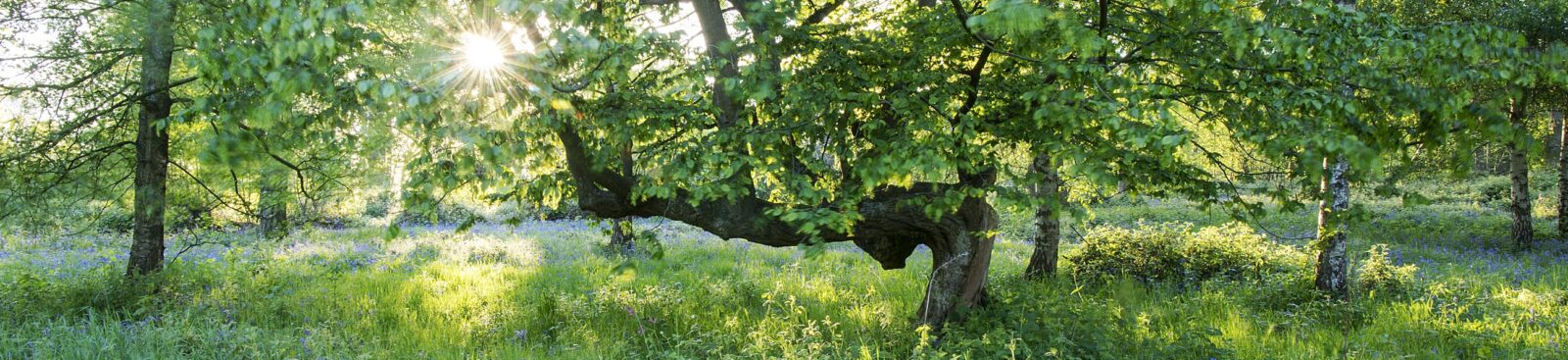 Ashenbank Wood