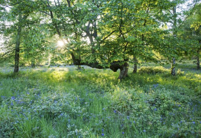 Ashenbank Wood