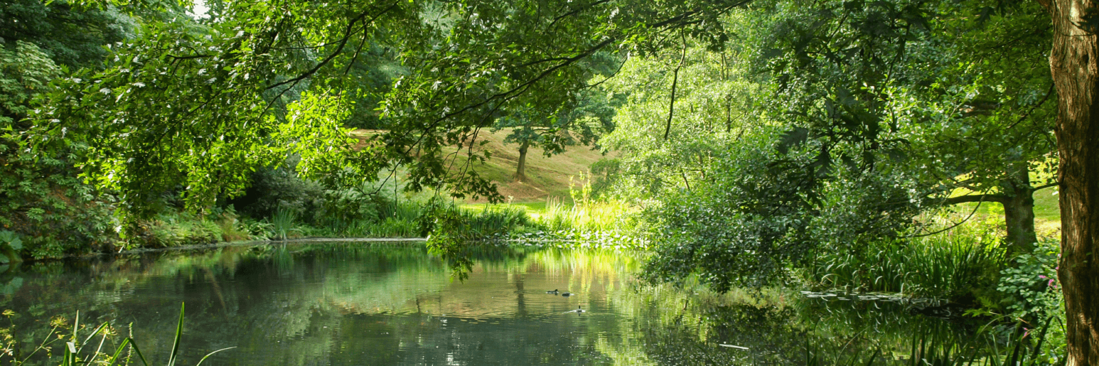Rural pond