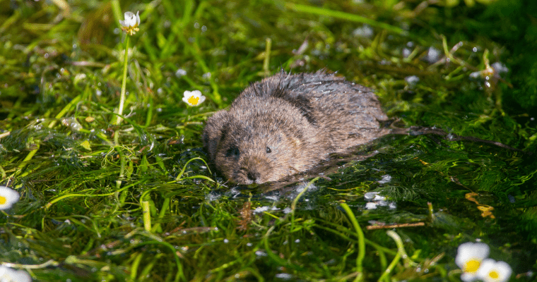 Water vole