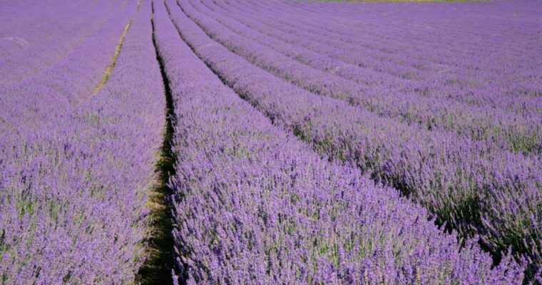 Close-up of brightly coloured lavender field.