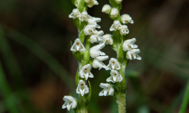 Autumn Lady's-tresses