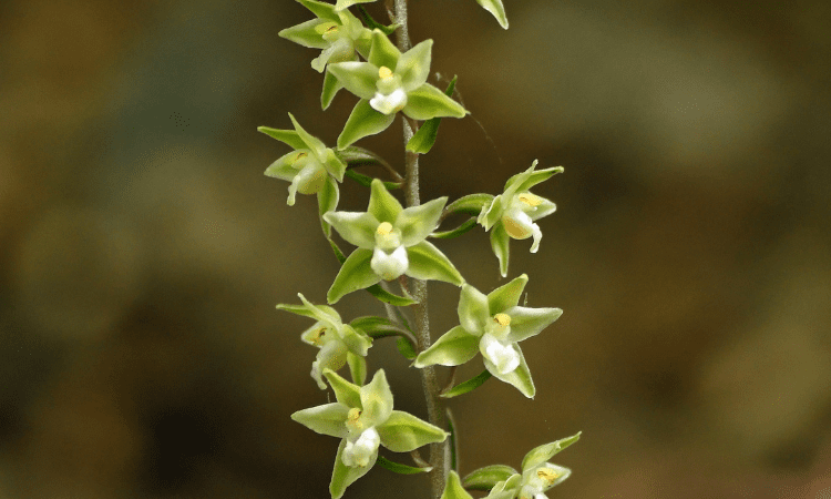 Violet Helleborine