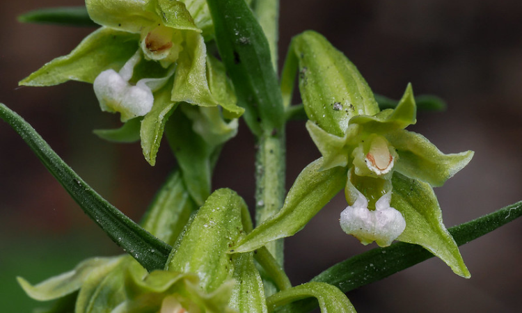 Green-flowered helleborine