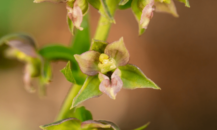 Broad-leaved helleborine