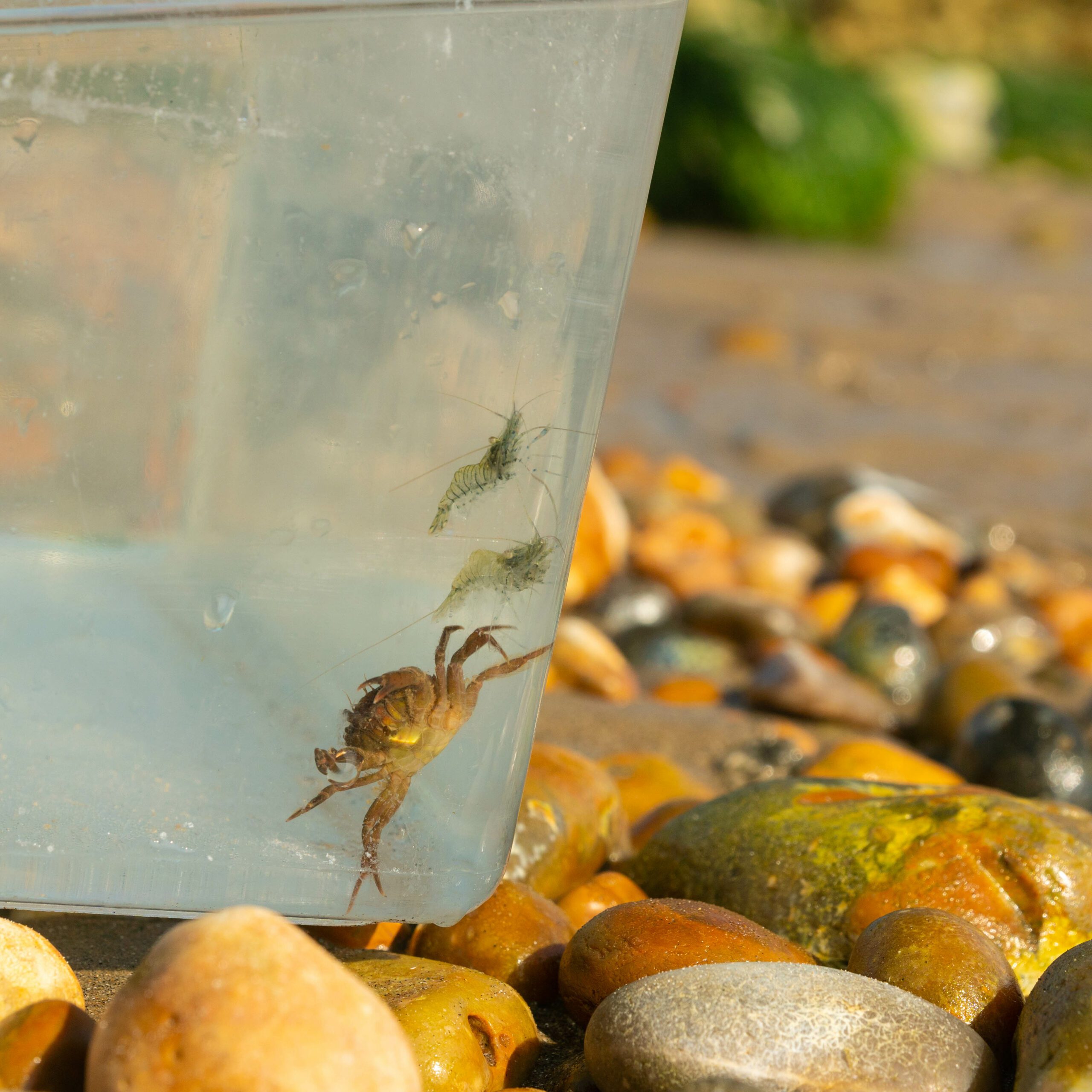 Small crab in a pot of water caught rock pooling