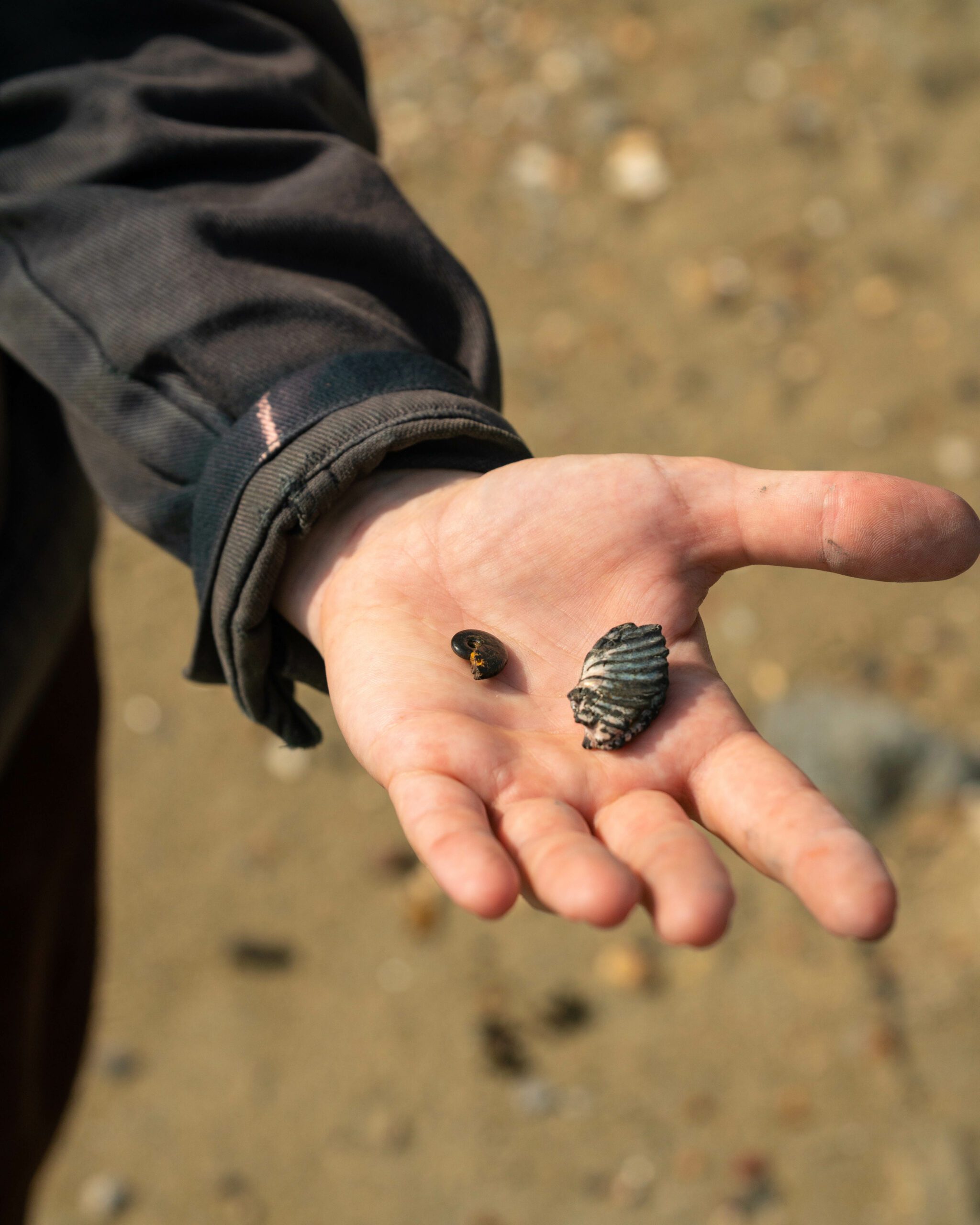 Open palm with fossils